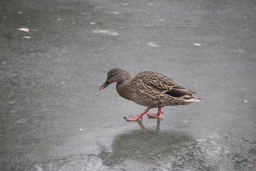 Mallard Duck on an icy ground