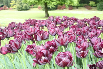 Tulipani - Primavera in fiore 