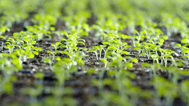 Close up of green dicot seedlings growing in fertilized soil