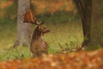 Fallow deer Dama dama. Photographed in the Czech Republic. It is spread throughout Europe. The wild nature of the Czech Republic. Beautiful animal photo. Beautiful mammal. The animal has a large antle