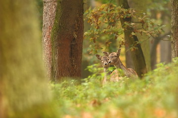 Fallow deer Dama dama. Photographed in the Czech Republic. It is spread throughout Europe. The wild nature of the Czech Republic. Beautiful animal photo. Beautiful mammal. The animal has a large antle
