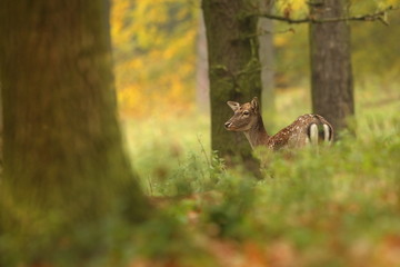 Fallow deer Dama dama. Photographed in the Czech Republic. It is spread throughout Europe. The wild nature of the Czech Republic. Beautiful animal photo. Beautiful mammal. The animal has a large antle