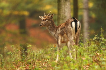 Fallow deer Dama dama. Photographed in the Czech Republic. It is spread throughout Europe. The wild nature of the Czech Republic. Beautiful animal photo. Beautiful mammal. The animal has a large antle