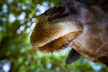 close up mouth of giraffe with green blur background