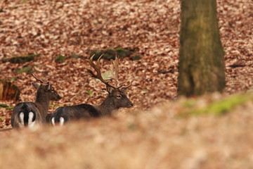 Fallow deer Dama dama. Photographed in the Czech Republic. It is spread throughout Europe. The wild nature of the Czech Republic. Beautiful animal photo. Beautiful mammal. The animal has a large antle