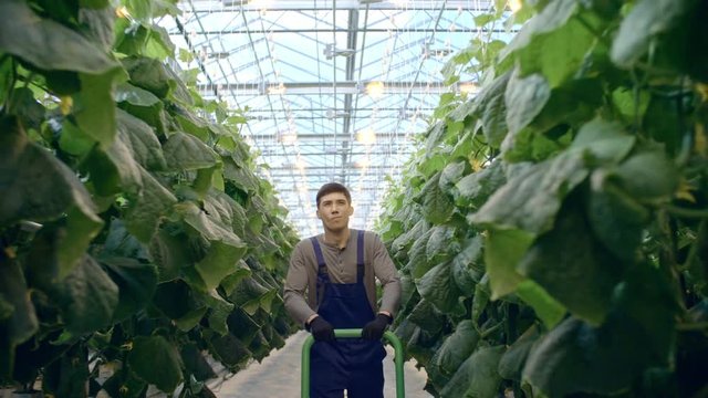 Dolly shot of young male worker in blue overalls and gloves pushing cart along rows of cucumber plants growing in hydroponic beds in industrial greenhouse