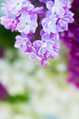 Fototapeta na wymiar Lilac blooming tree
