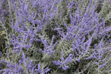 Fototapeta na wymiar Lavender Flower Bushes Close-up Background