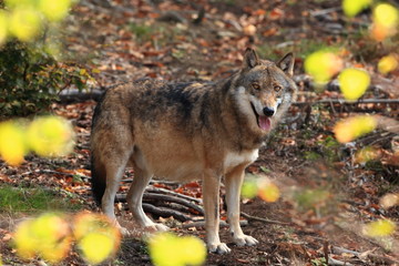 Naklejka na ściany i meble Canis lupus. Wolf in winter nature. Pictures from the National Park. Living all over Europe.