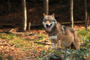 Canis lupus. Wolf in winter nature. Pictures from the National Park. Living all over Europe.