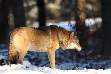 Obraz premium Canis lupus. Wolf in winter nature. Pictures from the National Park. Living all over Europe.