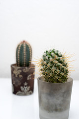 Cactus on lite gray background