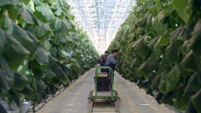 Zoom in shot of female African greenhouse worker in overalls harvesting cucumbers and putting them into wooden crate