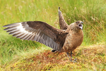 Skua nests only in the North Atlantic, Iceland, Shetland, the Orkneys and the coast of northern...