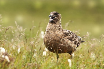 Skua nests only in the North Atlantic, Iceland, Shetland, the Orkneys and the coast of northern Scotland. In recent years, also nested on Svalbard and in northern Norway.