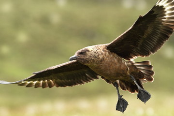 Skua nests only in the North Atlantic, Iceland, Shetland, the Orkneys and the coast of northern Scotland. In recent years, also nested on Svalbard and in northern Norway.