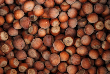 Hazelnuts. Raw Hazelnuts with shells. Nuts. Fresh organic Raw nuts. Hazelnuts texture and background