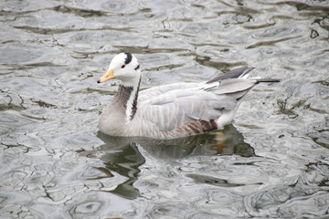 Mandarin Duck swimming in the Lake, China