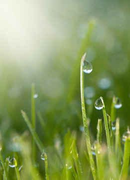 Gras mit Tautropfen