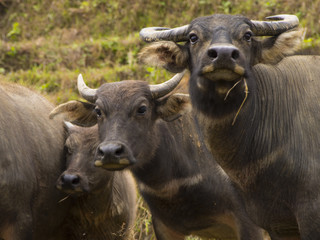 Water buffalos in the field
