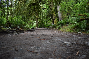 Lynn Canyon Forest 