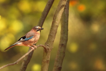 Garrulus glandarius. Bird in autumn colors. The wild nature of the Czech Republic. Beautiful and colorful autumn.