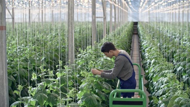 Crane shot with tilt down of young male worker in blue overalls standing on pipe rail trolley and inspecting cucumber plant growing in hydroponic bed in large industrial greenhouse
