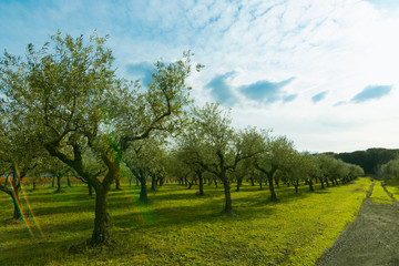 Fototapeta na wymiar Fresh green trees olive oil production