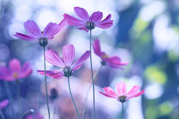 Delicate wild flowers of a purple color on a beautiful background.