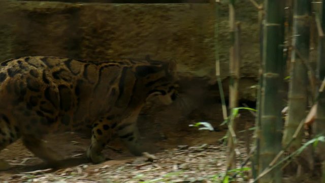 clouded leopard walking. Neofelis Nebulosa
