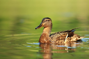 Anas platyrhynchos. The wild nature of the Czech Republic. Spring in nature. Bird on water.
