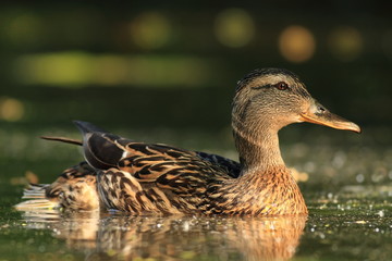 Anas platyrhynchos. The wild nature of the Czech Republic. Spring in nature. Bird on water.