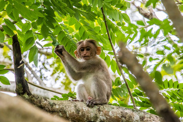 Monkey in India