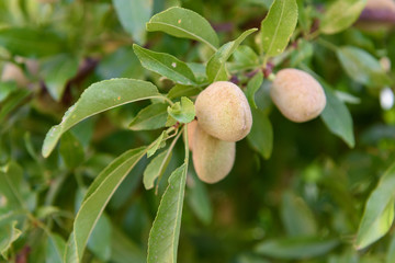 Almond fruits on a branch