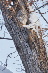 エゾフクロウとエゾリスのにらめっこ
