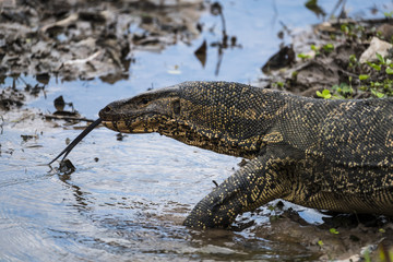 Vanarus Varius Khao Yai Tailandia