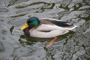 Mandarin Duck swimming in the Lake, China