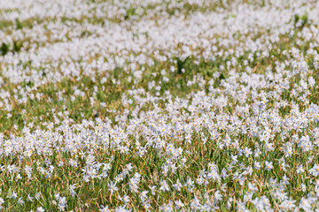 Narcissus / Daffodil meadow