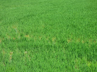 El Palmar de Valencia (Espa&ntilde;a)  en el Parque Natural de la Albufera (Comunidad Valenciana)