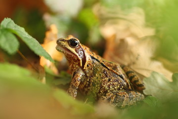 Rana temporaria. Wild nature of Czech. Frog in leaves. Brown frog. Frog photographed in the woods. Free nature.