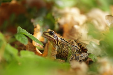Rana temporaria. Wild nature of Czech. Frog in leaves. Brown frog. Frog photographed in the woods. Free nature.
