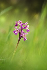 Orchidaceae. The wild nature of the Czech Republic. A rare plant of wild nature. Plant in the grass. Beautiful picture. Spring nature.