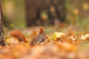 The squirrel was photographed in the Czech Republic. Squirrel is a medium-sized rodent. Inhabiting a wide territory ranging from Western Europe to Eastern Asia.Animal in the wild. Beautiful picture of