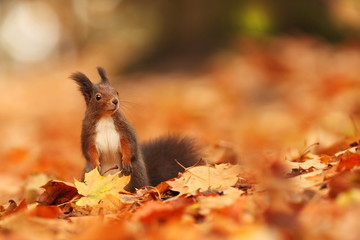 The squirrel was photographed in the Czech Republic. Squirrel is a medium-sized rodent. Inhabiting a wide territory ranging from Western Europe to Eastern Asia.Animal in the wild. Beautiful picture of