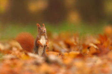 The squirrel was photographed in the Czech Republic. Squirrel is a medium-sized rodent. Inhabiting a wide territory ranging from Western Europe to Eastern Asia.Animal in the wild. Beautiful picture of