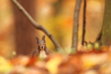 The squirrel was photographed in the Czech Republic. Squirrel is a medium-sized rodent. Inhabiting a wide territory ranging from Western Europe to Eastern Asia.Animal in the wild. Beautiful picture of