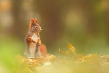 The squirrel was photographed in the Czech Republic. Squirrel is a medium-sized rodent. Inhabiting a wide territory ranging from Western Europe to Eastern Asia.Animal in the wild. Beautiful picture of