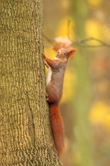 The squirrel was photographed in the Czech Republic. Squirrel is a medium-sized rodent. Inhabiting a wide territory ranging from Western Europe to Eastern Asia.Animal in the wild. Beautiful picture of