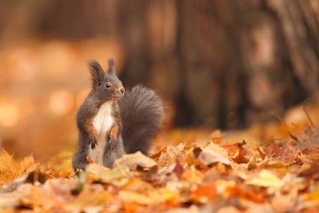The squirrel was photographed in the Czech Republic. Squirrel is a medium-sized rodent. Inhabiting a wide territory ranging from Western Europe to Eastern Asia.Animal in the wild. Beautiful picture of