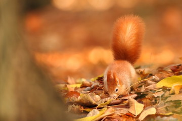 The squirrel was photographed in the Czech Republic. Squirrel is a medium-sized rodent. Inhabiting a wide territory ranging from Western Europe to Eastern Asia.Animal in the wild. Beautiful picture of